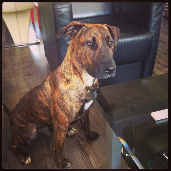 emanuelson1's tweet image. Fee❤️