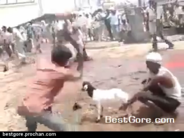 booomshock's tweet photo. BOOOM!!!:Video Decapitación brutal de cabras http://t.co/CdVjzC2nBA http://t.co/A6HP1nrF2o