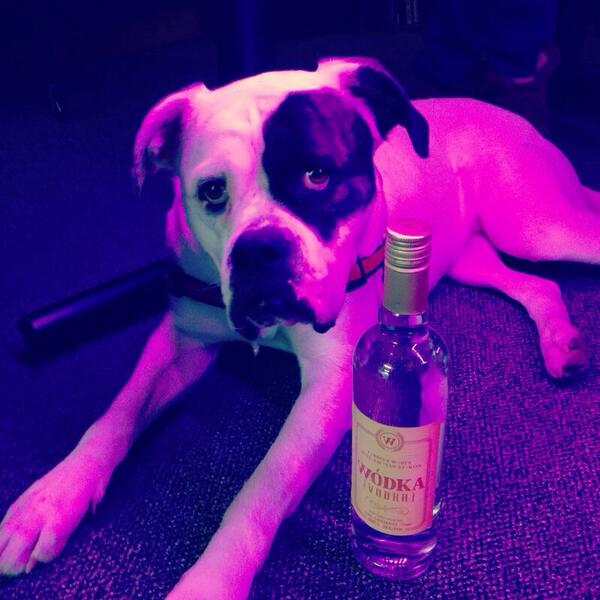 dhs_wine's tweet photo. @thehousefmvan @RealWodkaVodka sampling #wodka #vodka with #Charlie http://t.co/LmNXECNGX4