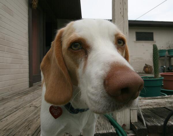 MrWebHound's tweet image. Our first tweet! Mr Web Hound coming soon, watch this space.