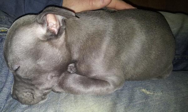 MrButtonDog's tweet image. This is my new friend Noah :)