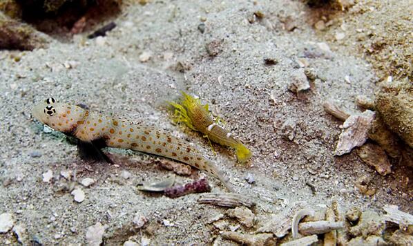 picsoftheocean's tweet photo. Spotted Gobies and Hard-Nosed Shelled Shrimp are ocean roommates, the shrimp will dig the hole &amp; the goby protects it http://t.co/341RyMSIjy