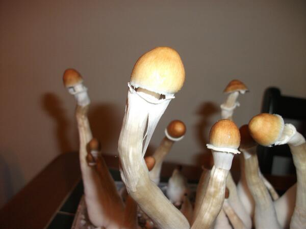 LoneFox84's tweet photo. @wholecelium Golden Teachers! http://t.co/cZ42OPC18d