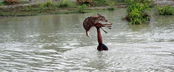wirlogsite's tweet photo. Brave Boy Risk His Life To Save Baby Deer In Bangladesh River http://t.co/FFkW6UpxH4 http://t.co/dSGbmjCDwl