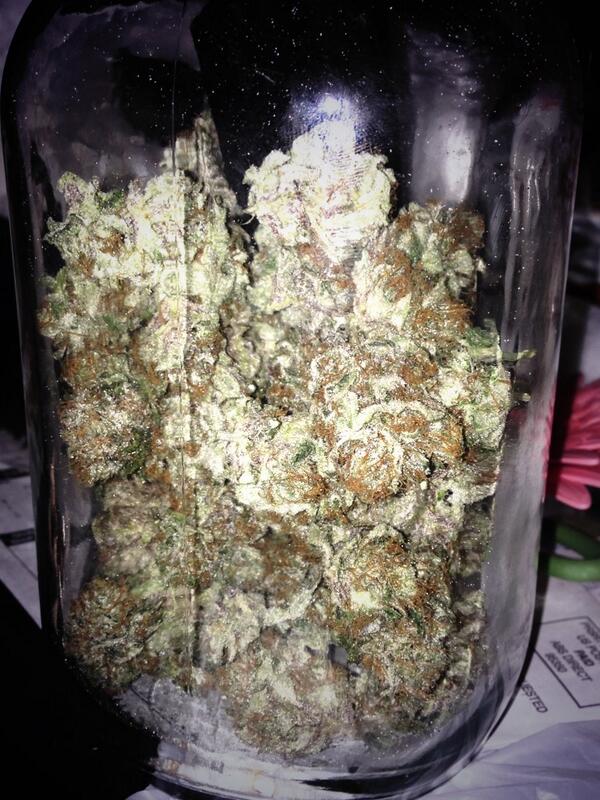 itweetaboutweed's tweet photo. Tahoe OG jarred &amp; curing. Can it get any better? #tweed #420 #homegrown #medicine @stoner_stuff http://t.co/A1Vox6GWRy