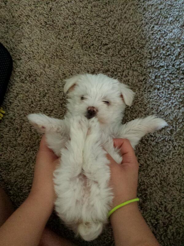 Ysabel Kyna tweet media