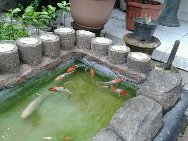 bintangerka's tweet photo. Koi katanya lambang keberuntungan http://t.co/gNyv3MAjMP