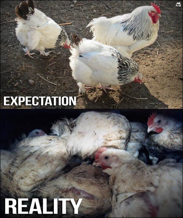 peta's tweet photo. Think "organic" &amp; "free-range" mean animals are treated well? THINK AGAIN.

Here's the #TRUTH: http://t.co/VNHGTiX06s http://t.co/KjTCB8akhj