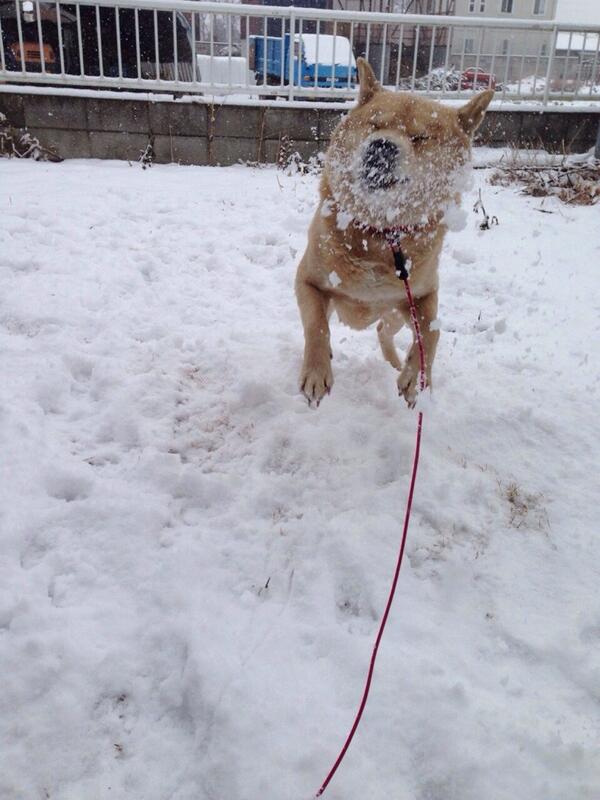 或人 久々の雪にテンションが上がりすぎてはしゃぎまくる我が家のお犬様がこちら Http T Co C9lnnq90ac