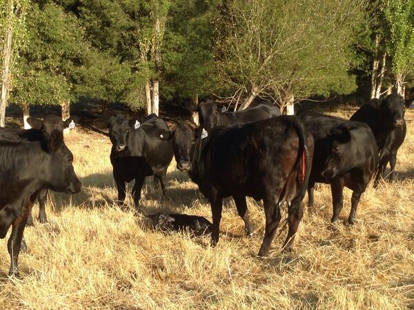 BeefFarmCo's tweet image. And it begins.... Calving 2014 #pinnaroo #angus #beef