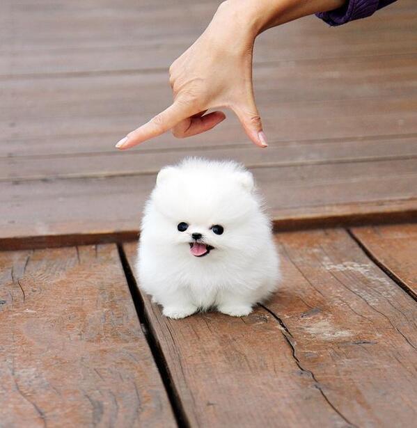 wordstionary's tweet photo. Yes, this little guy exists http://t.co/ga0vg49Xia