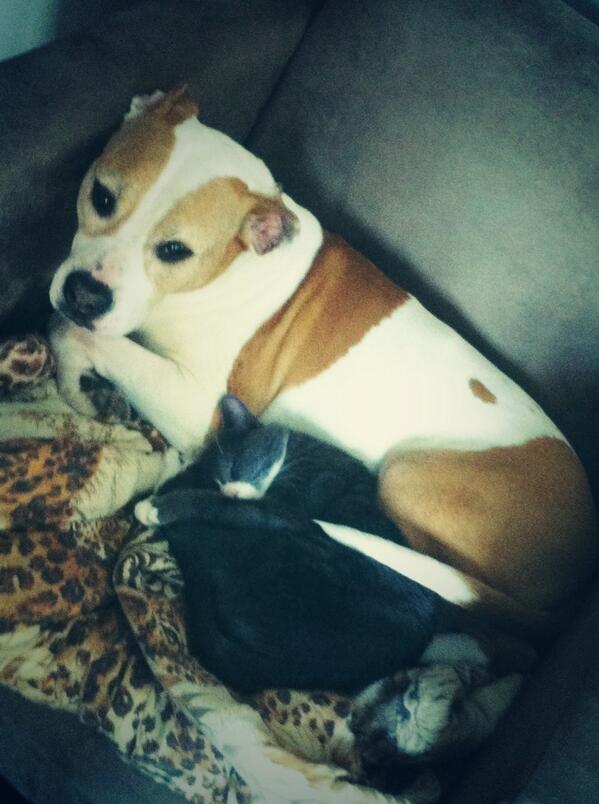 Sarah Donatella tweet media