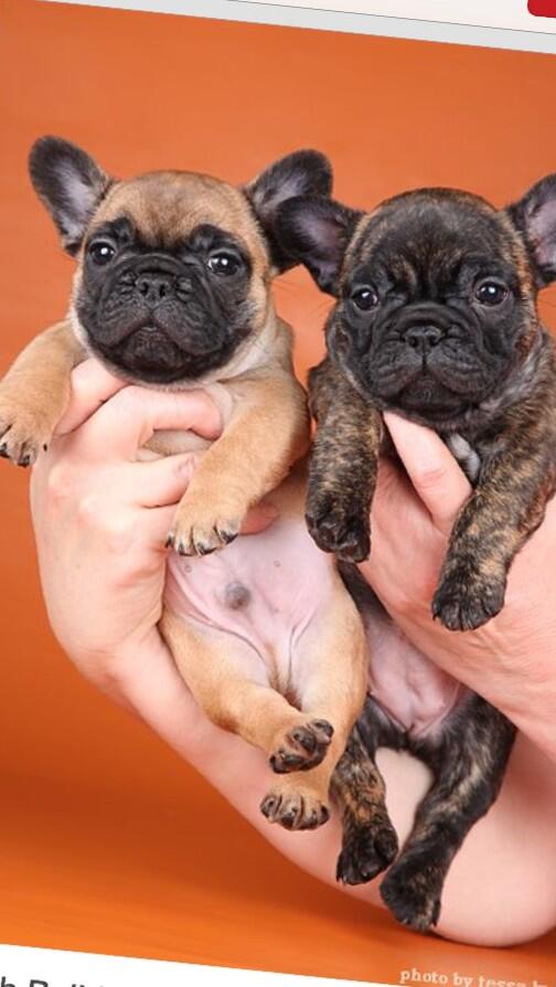 cutsicle's tweet photo. Aahhhh too freaking cute!! http://t.co/JILQTANGkA