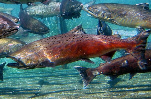 Some salmon can to find their way to ancestral feeding grounds with no migration experience! dne.ws/1aErhk2