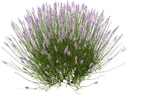 WOA Architecture on Twitter Lavande  d tour  http t co 