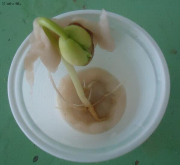 TuiterHits's tweet photo. RT si eres de ese 99,99% que hizo esto alguna vez en su infancia. http://t.co/CVSLG8B9Vr
