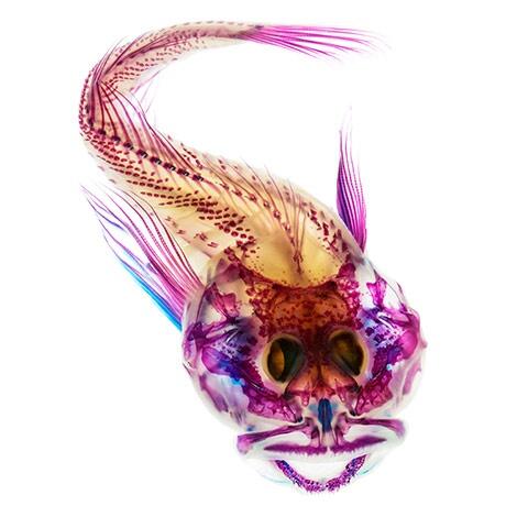 Art & science often mix beautifully. Stunning images of the interiors & anatomy of fish: theguardian.com/environment/ga…