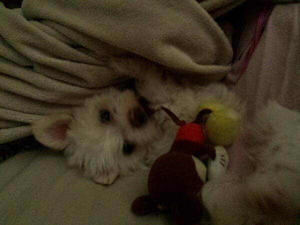 Ysabel Kyna tweet media