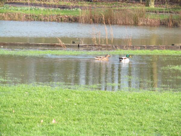 KentwellHall's tweet photo. Lovely weather for a new duck pond! http://t.co/TP73iUOPQd