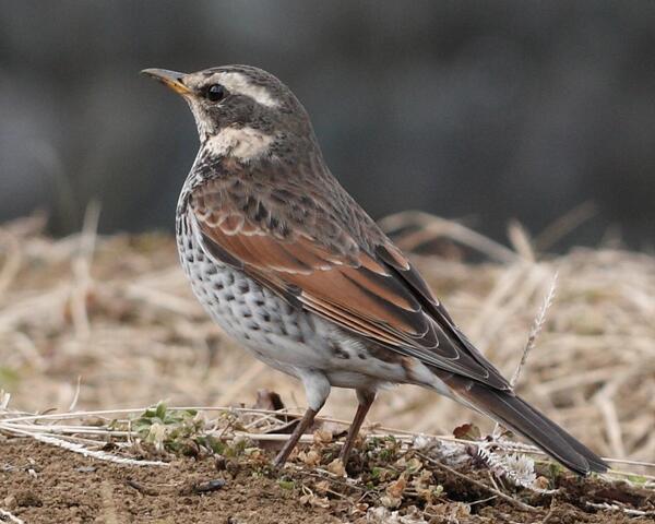 توییتر 誕生鳥 در توییتر ２月９日の誕生鳥は ツグミです 鳥言葉は 成長する心 Http T Co Odg9tmfo7x