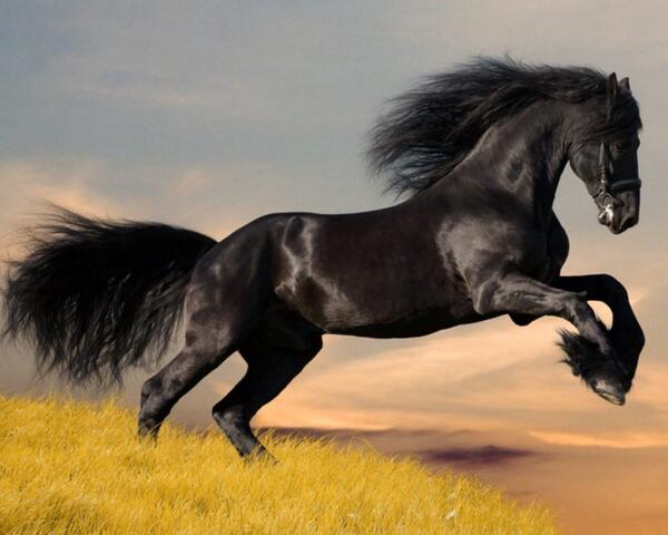 KareKalemCom's tweet photo. Aşk, dört nala giden at gibidir, ne dizginden anlar, ne söz dinler. http://t.co/49vbNNM5hn