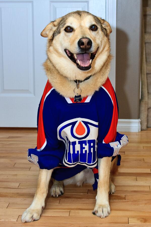korie83's tweet photo. @HockeyUnfilterd This is my Husky Shepherd mix Dolce, he's a huge #oilers fan. #hudogoftheday. http://t.co/zrKRp6t7Xr