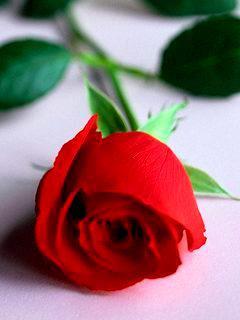 pujaroy282's tweet photo. http://t.co/yijWchEspu