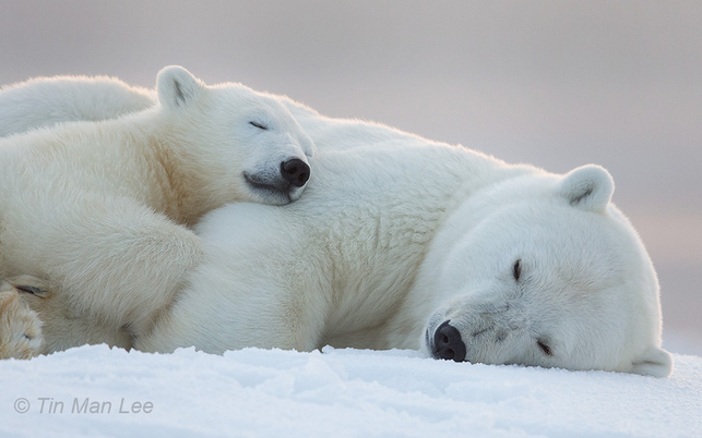 Cuddly polar store bear