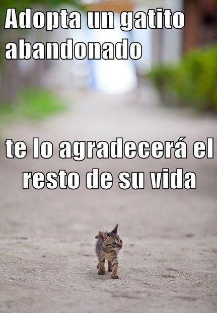 TEAFundacion's tweet photo. ADOPTA UN GATO ABANDONADO, TE LO AGRADECERÁ EL RESTO DE LA VIDA http://t.co/9uP4JNDHgL