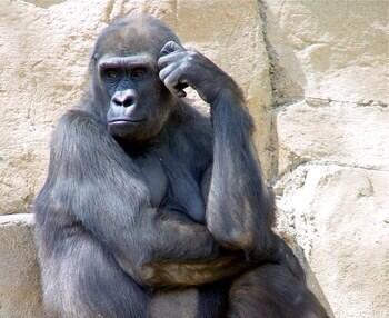 「ふぅ、俺ってなんでこうイケメンなんだろ」ナルシストゴリラ