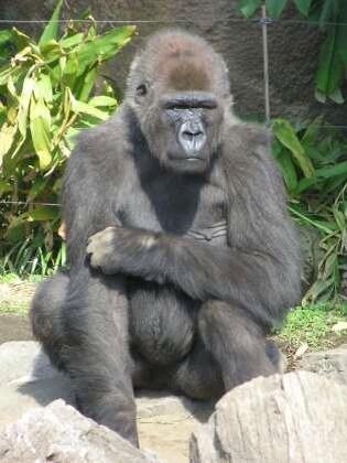 「この身は全てあなた様のために...!!」下僕ゴリラ