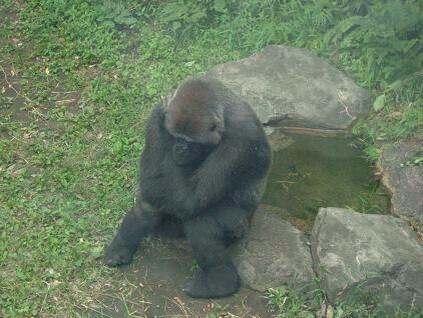 「いやん私のパンツ見たでしょ！！」全裸ゴリラ