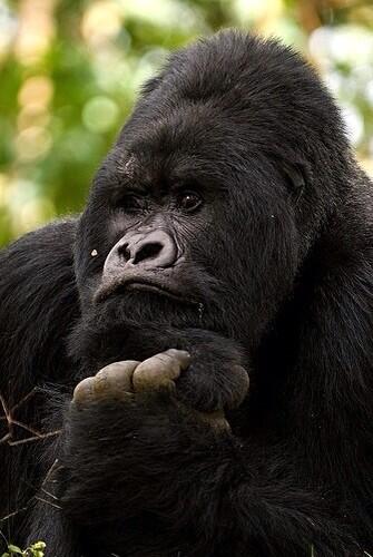 「ふーん、それで？」無関心ゴリラ