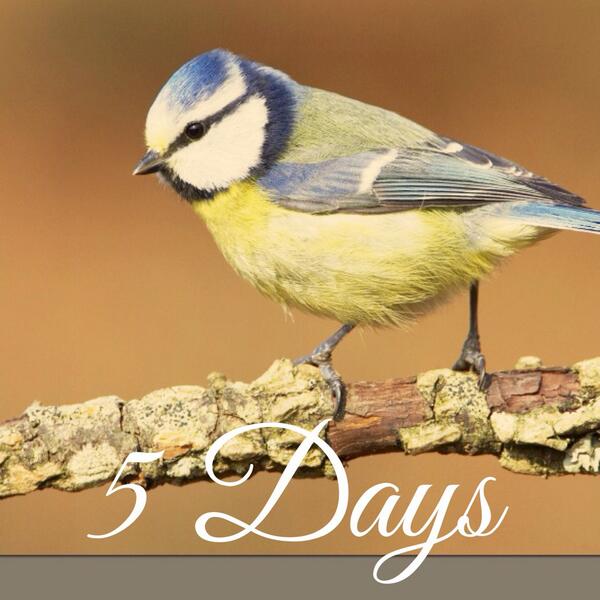 wellconference's tweet image. Just 5 days until our early bird pricing flies the coop! Get in on this incredible deal today! #wellconference