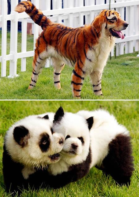 WTFLifeFacts's tweet photo. In China, it's a growing trend to dye/coloured dogs make them look like different animals http://t.co/olCMK11gsS