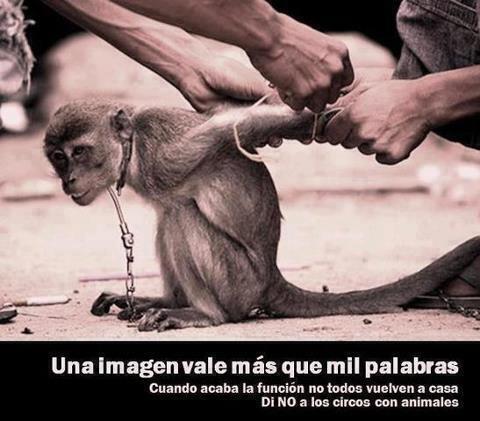 AnimalPlanetPic's tweet photo. Una imagen vale más que mil palabras... http://t.co/AXtHaYVjIs