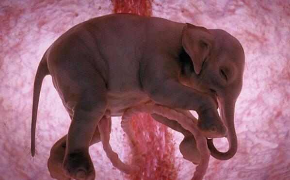 EsCuriosity's tweet photo. 12 extraordinarias fotos de animales en gestación en el vientre de su madre http://t.co/74BL0RAsEI #naturaleza http://t.co/AEWKLmm52q
