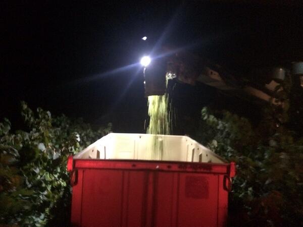 AndrewRHolmes's tweet photo. It's here. #vintage 2014. Many a long night ahead #winegrapes #sparkling #chardonnay #canowindra #v14 http://t.co/OIcipBom2B