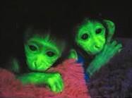 Ellieloveskeals's tweet image. FYI there&apos;s such things as glow in the dark monkeys #fuckyeahscience