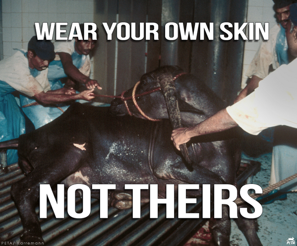 Leather means a lifetime of suffering 🐮