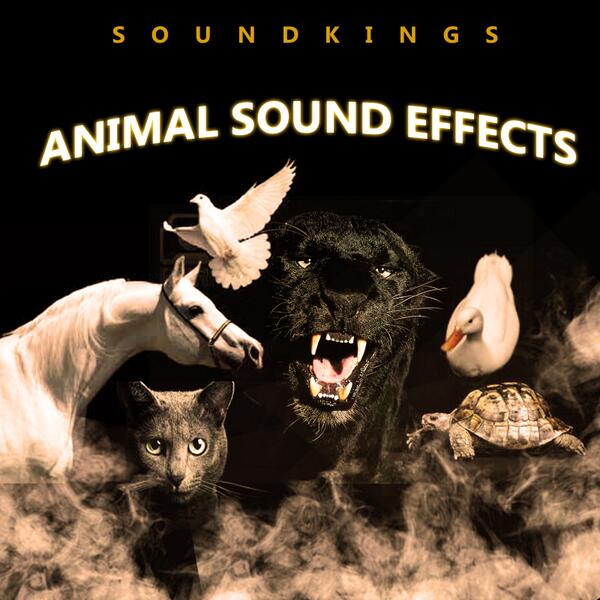 SOUNDKINGSNET tweet picture