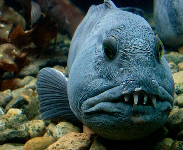 SeaLifeExposed tweet picture