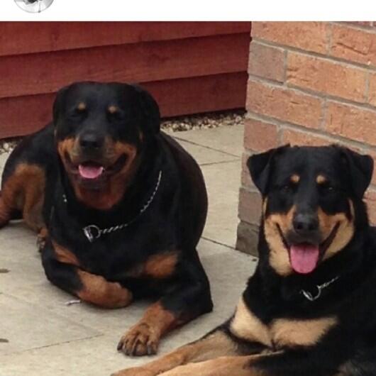 simonnewlove's tweet photo. Please help me find a loving home for my 2beautiful dogs. Marriage breakdown and cant have them where i am.#inbits http://t.co/19rkdzUwdf