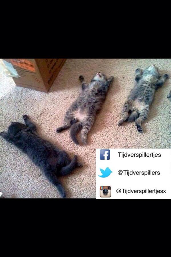 tijdverspillers's tweet photo. #LOL #cats http://t.co/3hTYo9cl6u