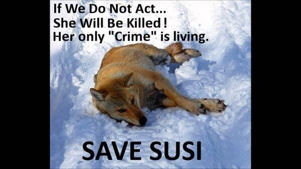 MaryGarbett1's tweet image. Pl s &amp;amp; s to Stop the killing of Sweden's last 200 wolves #SaveSusi #SaveSwedensWolves ow.ly/sfa8m