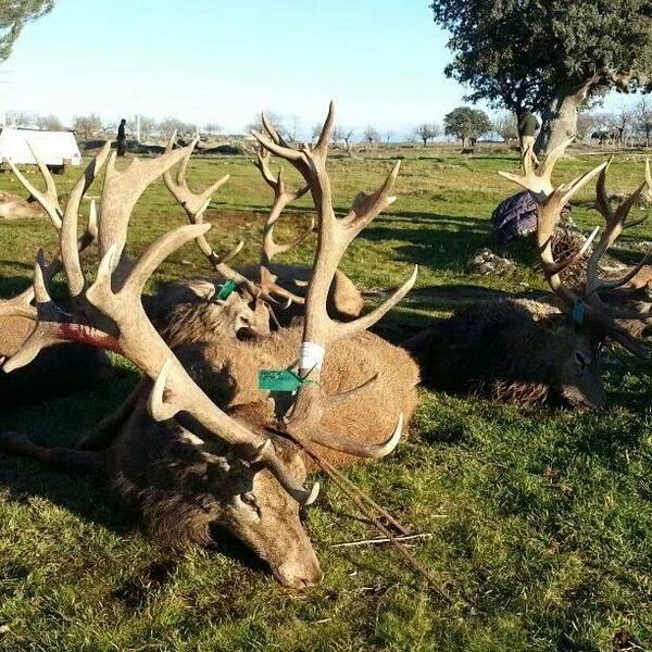 romanmodo's tweet photo. Gran día de Montería el sábado 20 medallas de oro http://t.co/ZkaIk7PG06