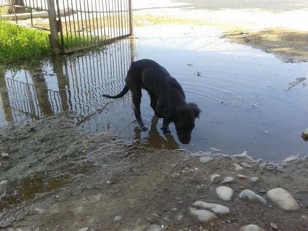 Jandittta's tweet photo. “@tamidiaz: @Jandittta pequeño atropellado necesita urgente ayuda esta en av central kn vespucio rt http://t.co/ijhPtp5tK5”@poderanimal