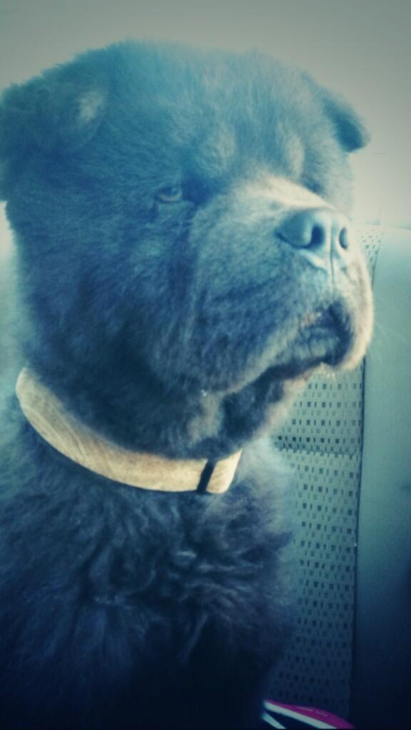 VeganBananas1's tweet image. RT &quot;@Beauteoptic: We named this rescue dog Bear :) I&apos;m delivering him to his foster home in Mississauga! #bluechow http://t.co/WsuG3bh3TD&quot;
