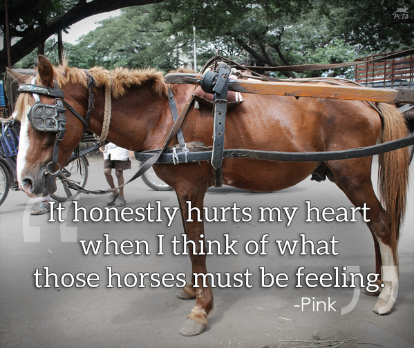 PETAUK's tweet photo. Every year, countless horses are injured because of horse-drawn carriage rides 😢

#BanHorseCarriages 🐎

https://t.co/POkemMnB7k