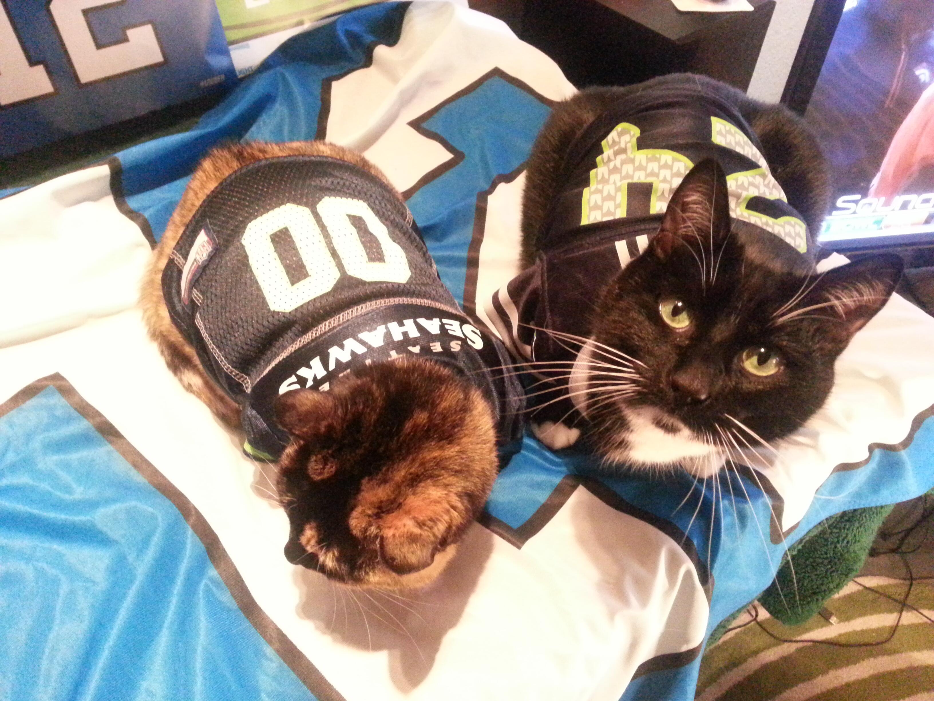 Cat shop seahawks jersey